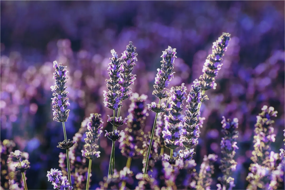 Frische lila Lavendelblüten im Feld für die Premium-Küche online kaufen bei chefkoch-gewürze Schweiz