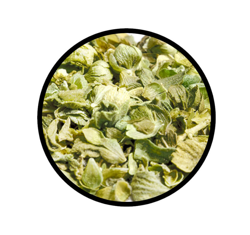 Oregano gerebelt türkisch - Detaillierte Nahaufnahme der Textur / Struktur