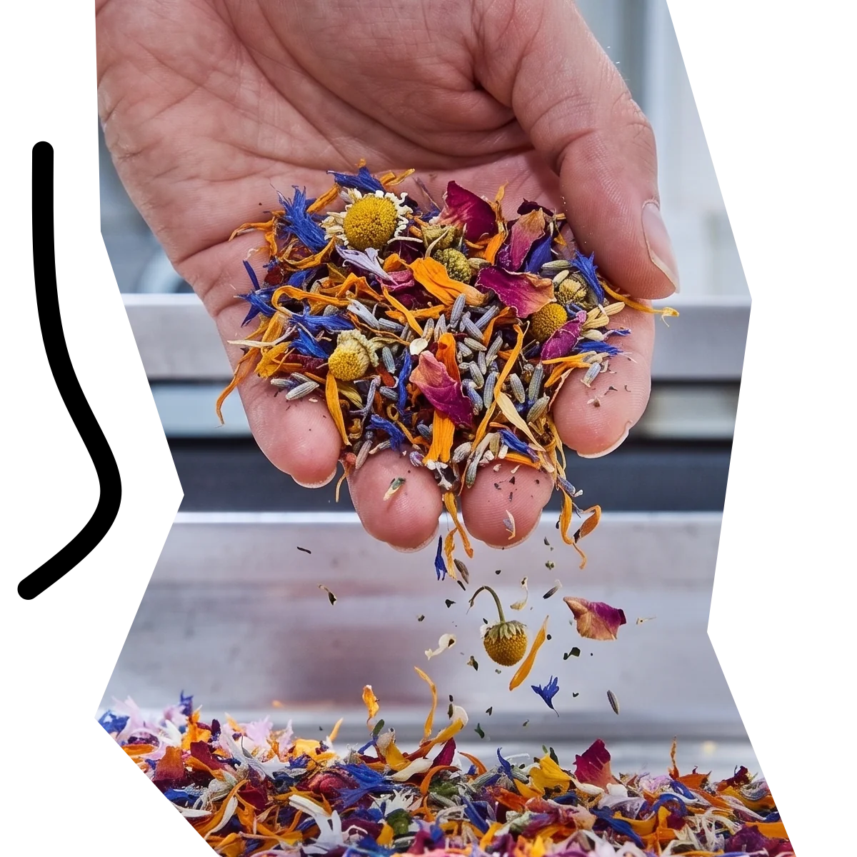 Handverlesene natürliche Blüten und Kräuter für STAY SPICED! Premium-Gewürzmischungen